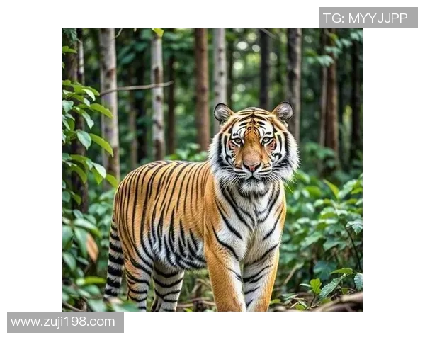 足球明星与宠物老虎的奇妙生活揭秘,探寻他们的深厚情谊与共同冒险 足球明星与宠物老虎的奇妙生活揭秘,探寻他们的深厚情谊与共同冒险